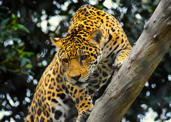 Close-up of tiger on tree