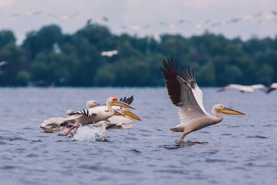 Birds flying over the water