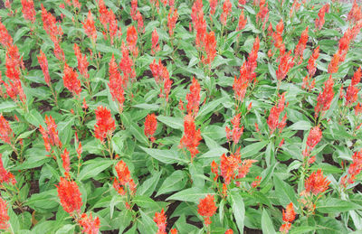 Close-up of red flowering plants on field