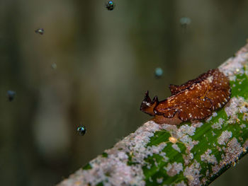 Close-up of ant on leaf