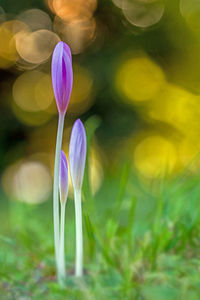 Close-up of purple crocus flowers on field