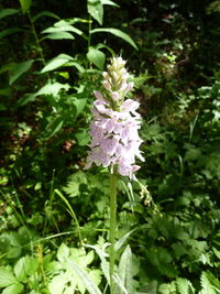 Close-up of flowers blooming outdoors