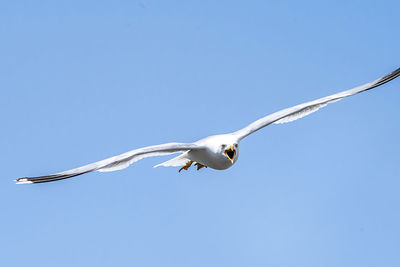 Seagull wings