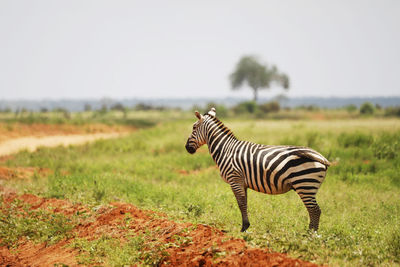 Zebras in tsavo east national park, kenya, africa