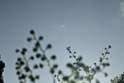 Low angle view of trees against sky