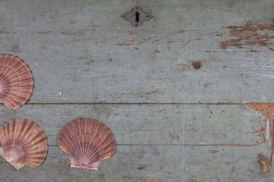 Close-up of shells on wooden wall