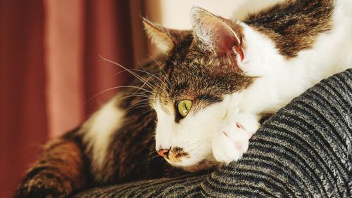 Close-up of cat resting on bed at home