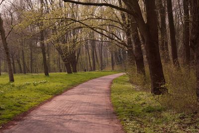 Dirt road amidst trees in forest