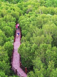 Hight angle red path in the green forest