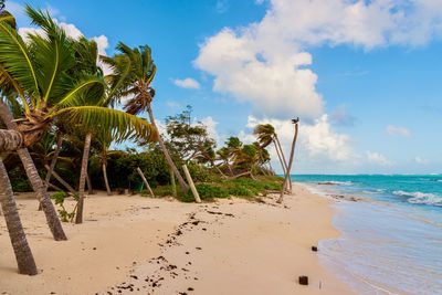 Palm trees on beach against sky