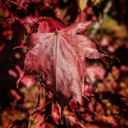 Close-up of dry maple leaves