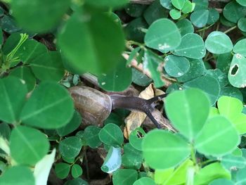 Close-up of bird on plant
