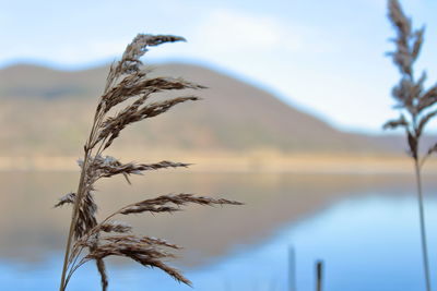 Close-up of stalks against sky at sunset