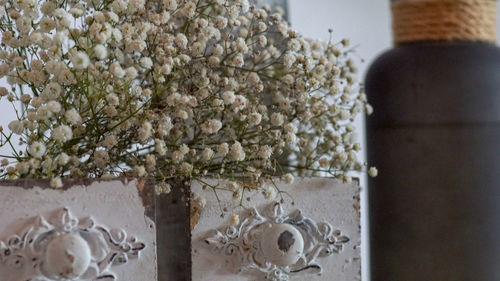 Close-up of white flowering plant