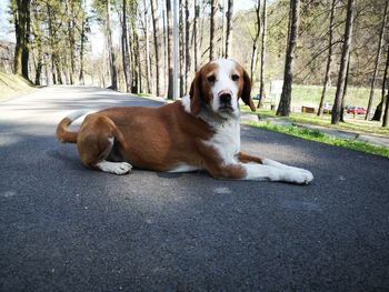 Portrait of dog sitting on road