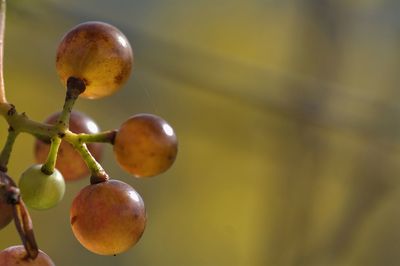 Close-up of fruits on tree