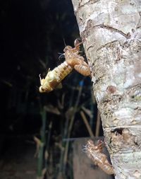 Close-up of bee on tree trunk