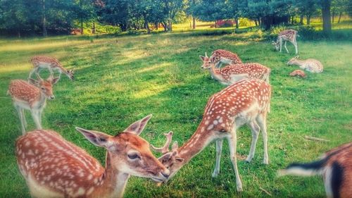 Deer grazing on grassy field