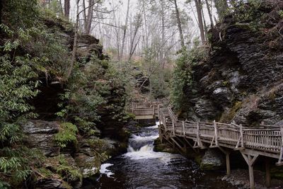 Bridge over river amidst trees in forest