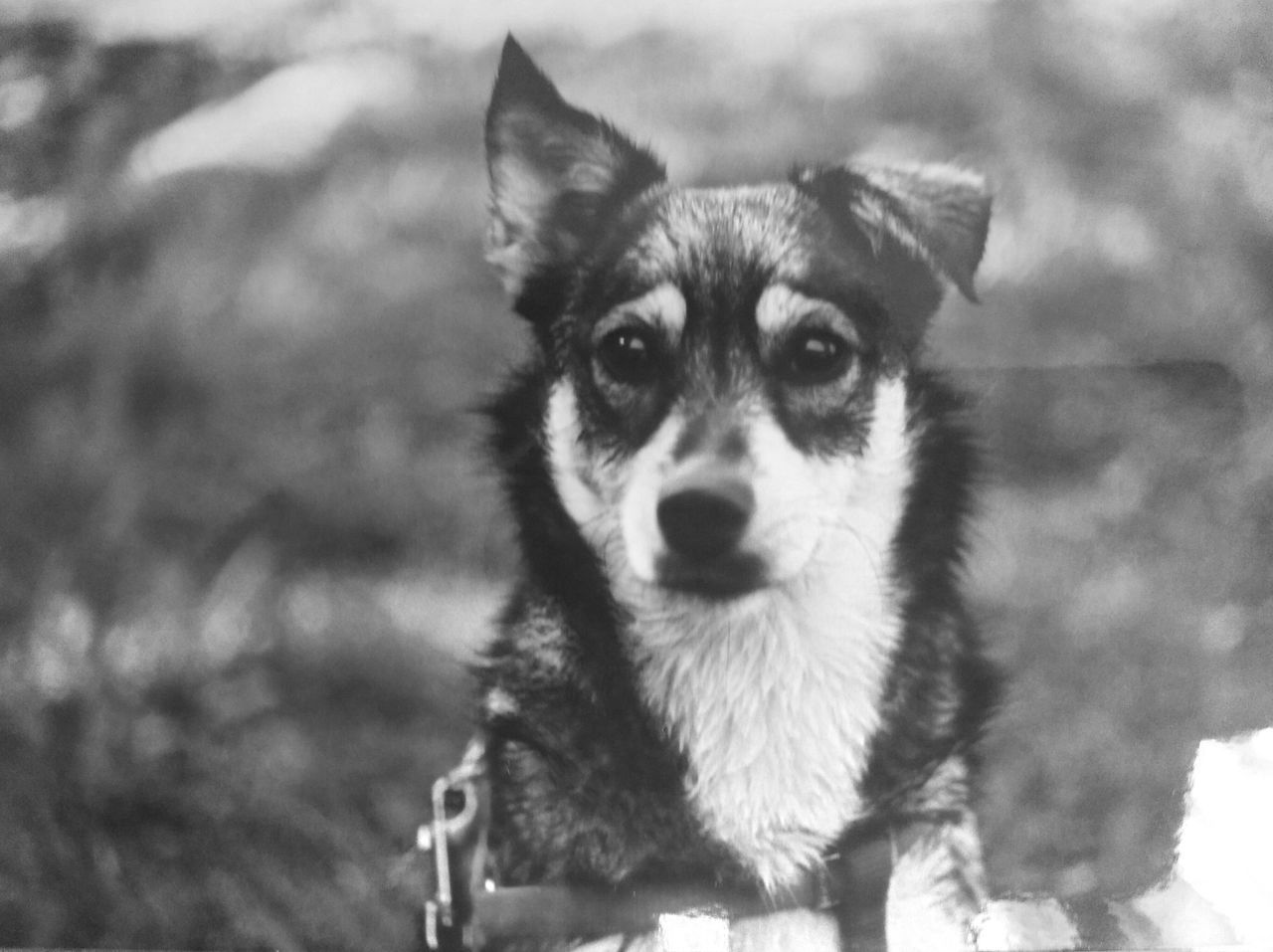 CLOSE-UP PORTRAIT OF DOG STANDING AGAINST BLURRED BACKGROUND