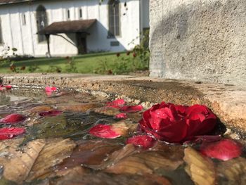 Close-up of red rose in water