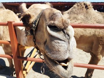 Close-up of a camel in ranch