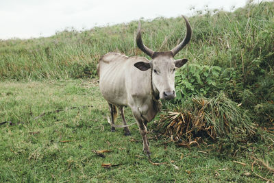 High angle view of cow