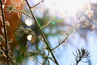 Close-up of fresh plants against blurred background