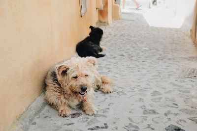 Close-up of dogs on street