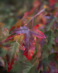 Close-up of maple leaves on tree