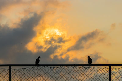 Silhouette birds perching on fence against sky during sunset