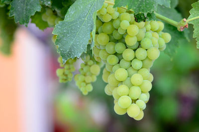 Close-up of grapes growing in vineyard