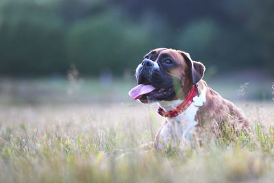 Dog looking away on field