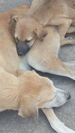 High angle view of puppy relaxing on floor