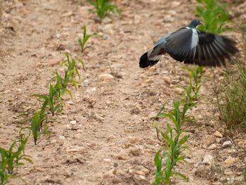 Bird flying over land