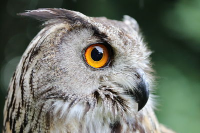 Close-up portrait of owl