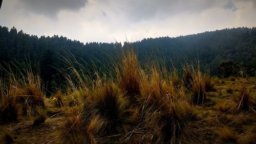 Close-up of grass on field against sky