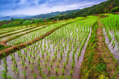 Scenic view of rice field against sky