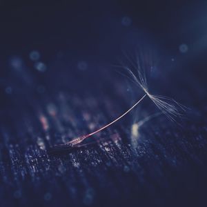 Macro shot of dandelion seed