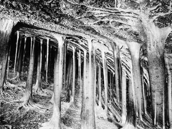 Panoramic shot of icicles on tree trunk