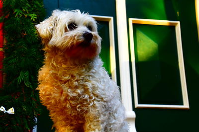 Close-up portrait of a dog