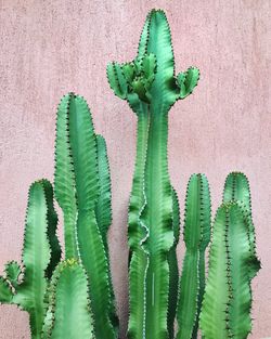 Close-up of cactus plant against wall