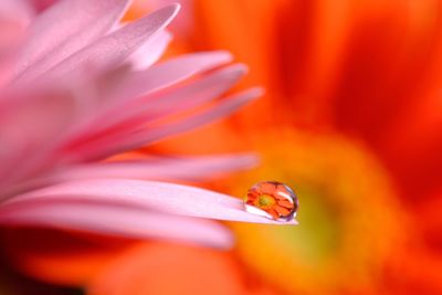 Close-up of pink flower