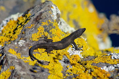 Lizard on rock with lichens