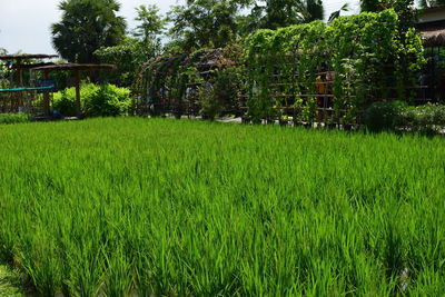 Scenic view of grassy field