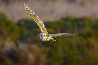 Barn owl flying in the field