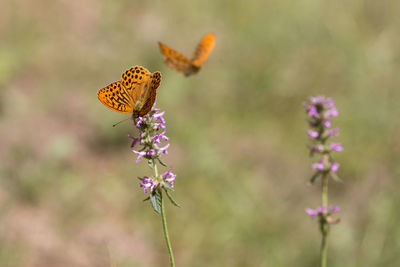 Butterfly pollinating on purple flower