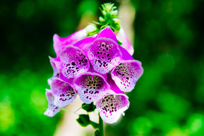 Close-up of pink flower