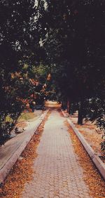 Road amidst trees against sky at night