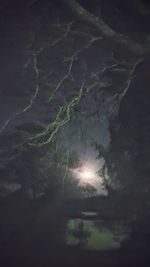 Low angle view of silhouette trees against sky at night